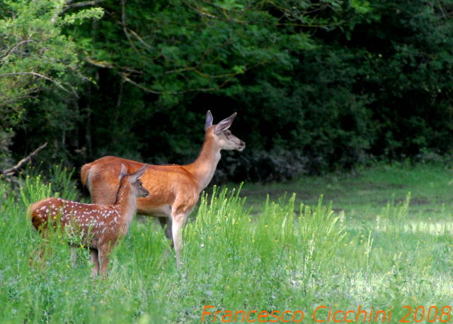 Tenerezze di mamma cervo